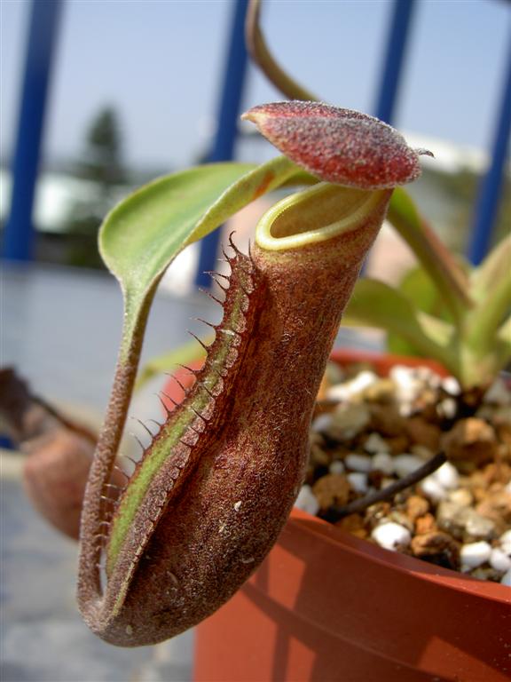 Nepenthes boschiana